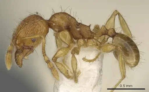 Pheidole ryukyuensis specimen CASENT0901528 image casent0901528_3