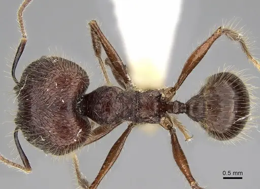 Pheidole sabahna specimen CASENT0281651 image casent0281651_1