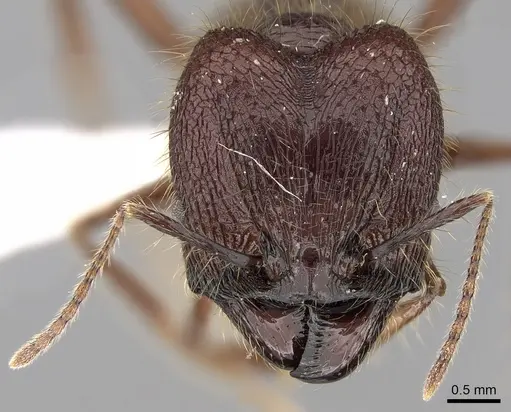Pheidole sabahna specimen CASENT0281651 image casent0281651_2