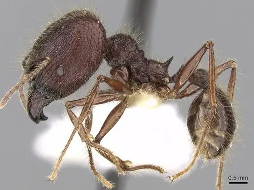 Pheidole sabahna specimen CASENT0281651 image casent0281651_3