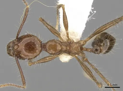Pheidole sabahna specimen CASENT0281652 image casent0281652_1