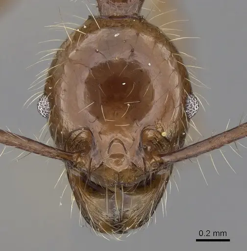 Pheidole sabahna specimen CASENT0281652 image casent0281652_2