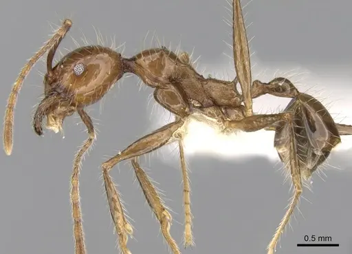 Pheidole sabahna specimen CASENT0281652 image casent0281652_3
