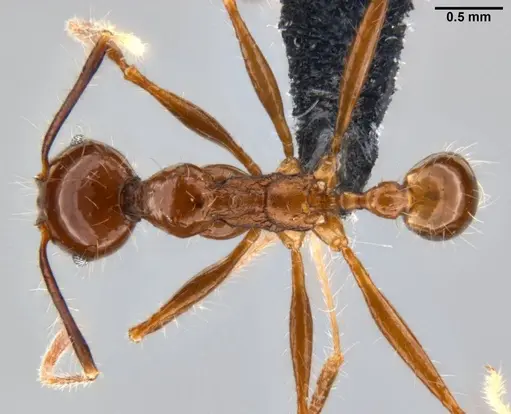 Pheidole sabahna specimen CASENT0282602 image casent0282602_1