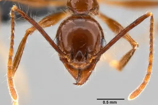 Pheidole sabahna specimen CASENT0282602 image casent0282602_2