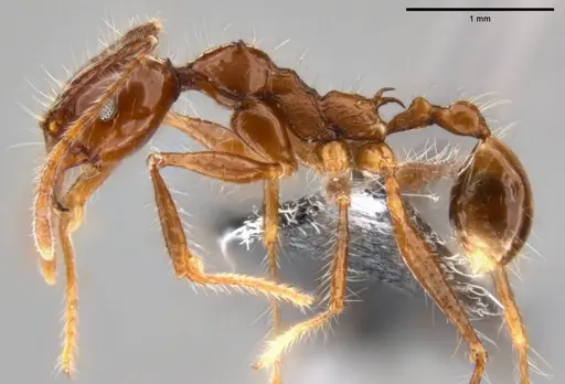 Pheidole sabahna specimen CASENT0282602 image casent0282602_3