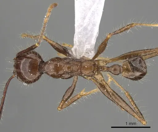 Pheidole sabahna specimen CASENT0901642 image casent0901642_1