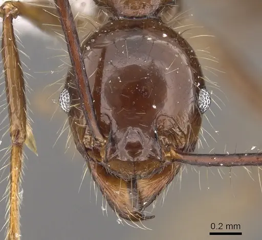 Pheidole sabahna specimen CASENT0901642 image casent0901642_2