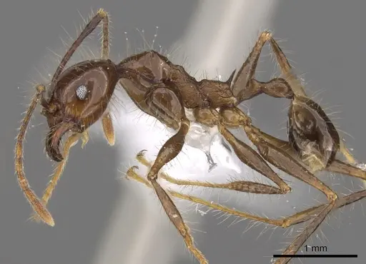 Pheidole sabahna specimen CASENT0901642 image casent0901642_3