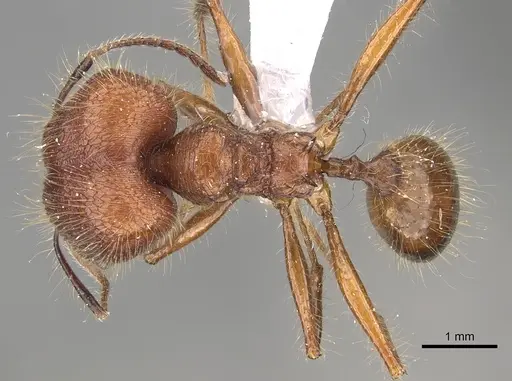 Pheidole sabahna specimen CASENT0901643 image casent0901643_1