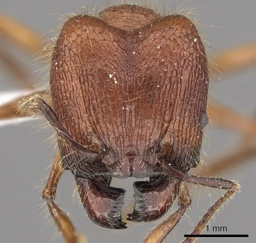 Pheidole sabahna specimen CASENT0901643 image casent0901643_2
