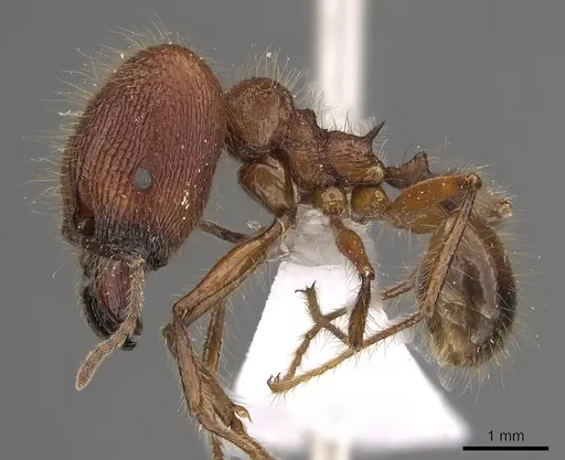 Pheidole sabahna specimen CASENT0901643 image casent0901643_3
