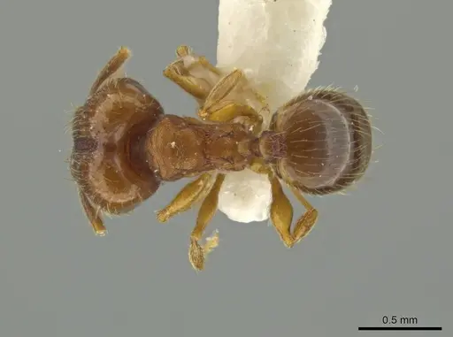 Pheidole sabella specimen JTLC000016515 image jtlc000016515_1