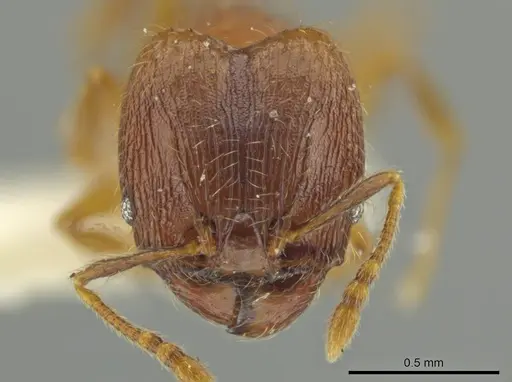 Pheidole sabella specimen JTLC000016515 image jtlc000016515_2