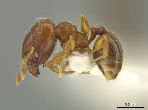 Pheidole sabella specimen JTLC000016515 image jtlc000016515_3