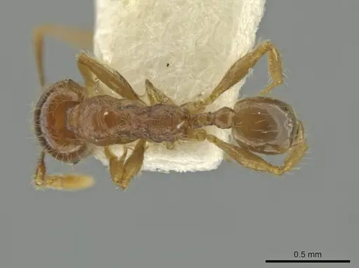 Pheidole sabina specimen CASENT0645862 image casent0645862_1
