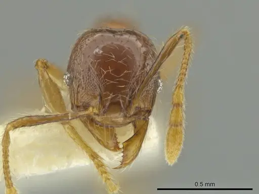 Pheidole sabina specimen CASENT0645862 image casent0645862_2