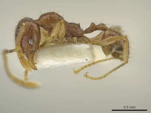 Pheidole sabina specimen CASENT0645862 image casent0645862_3