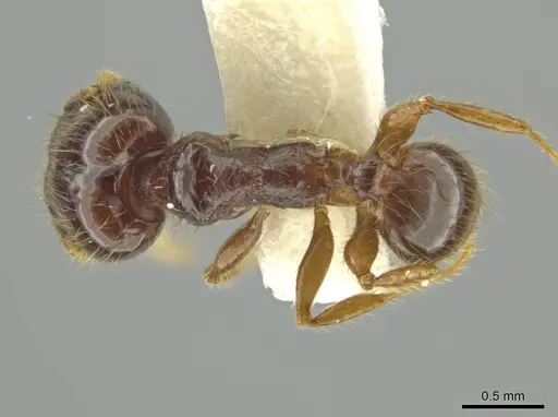 Pheidole sabina specimen CASENT0645864 image casent0645864_1