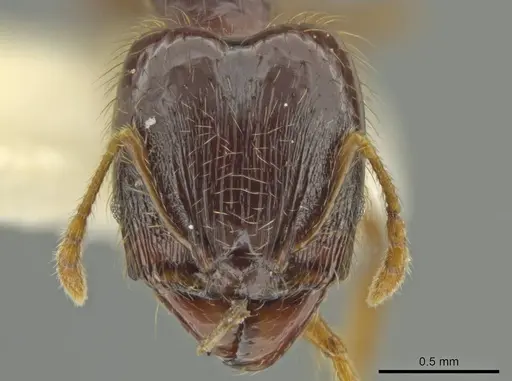 Pheidole sabina specimen CASENT0645864 image casent0645864_2