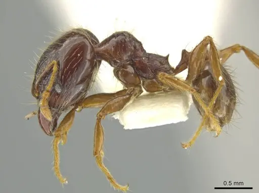 Pheidole sabina specimen CASENT0645864 image casent0645864_3