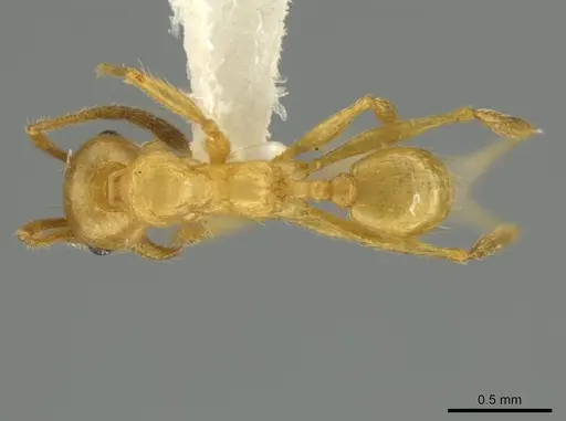 Pheidole sagax specimen CASENT0645865 image casent0645865_1