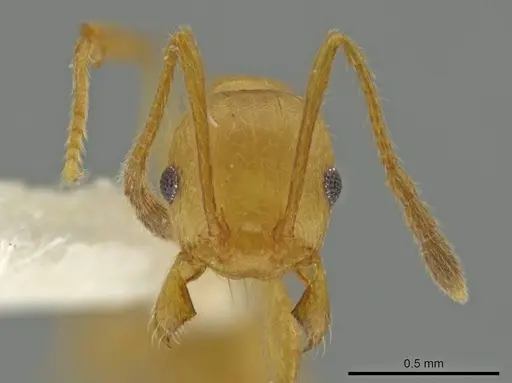Pheidole sagax specimen CASENT0645865 image casent0645865_2