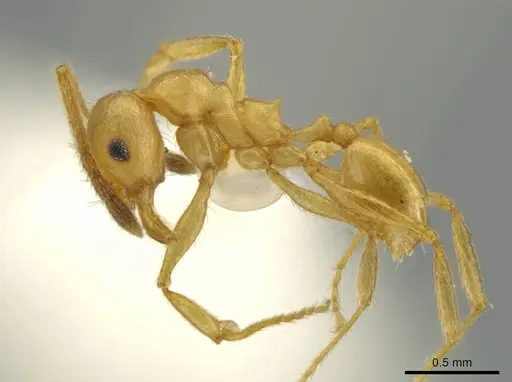 Pheidole sagax specimen CASENT0645865 image casent0645865_3