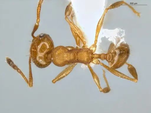 Pheidole sagax specimen ECOFOG-IT14-0403-12 image ecofog-it14-0403-12_1