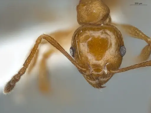 Pheidole sagax specimen ECOFOG-IT14-0403-12 image ecofog-it14-0403-12_2