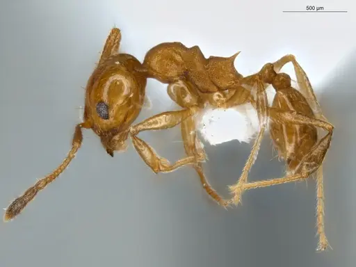 Pheidole sagax specimen ECOFOG-IT14-0403-12 image ecofog-it14-0403-12_3