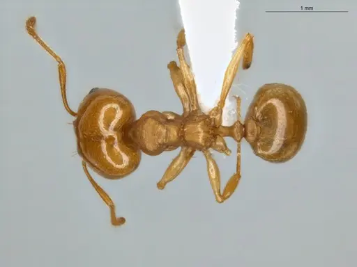 Pheidole sagax specimen ECOFOG-IT14-0435-72-S image ecofog-it14-0435-72-s_1