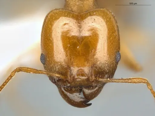 Pheidole sagax specimen ECOFOG-IT14-0435-72-S image ecofog-it14-0435-72-s_2