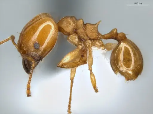 Pheidole sagax specimen ECOFOG-IT14-0435-72-S image ecofog-it14-0435-72-s_3