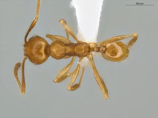Pheidole sagax specimen ECOFOG-LA15-0251-20 image ecofog-la15-0251-20_1