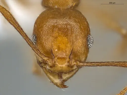 Pheidole sagax specimen ECOFOG-LA15-0251-20 image ecofog-la15-0251-20_2