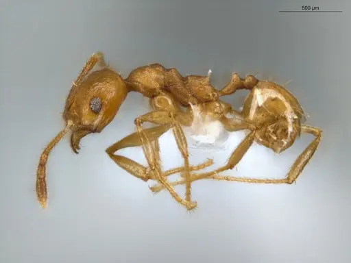 Pheidole sagax specimen ECOFOG-LA15-0251-20 image ecofog-la15-0251-20_3