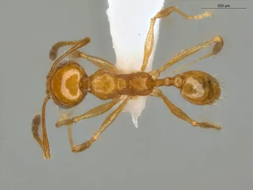 Pheidole sagax specimen ECOFOG-MI15-0119-11 image ecofog-mi15-0119-11_1