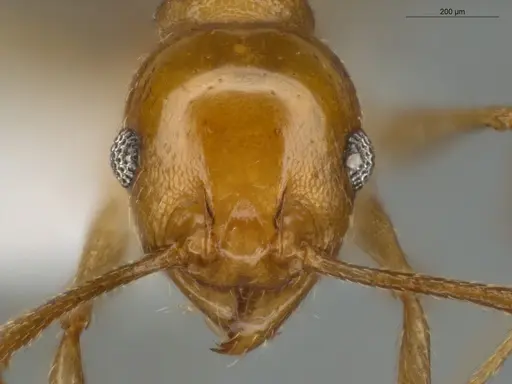 Pheidole sagax specimen ECOFOG-MI15-0119-11 image ecofog-mi15-0119-11_2