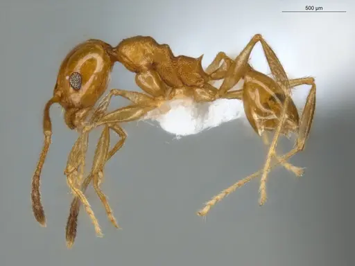 Pheidole sagax specimen ECOFOG-MI15-0119-11 image ecofog-mi15-0119-11_3