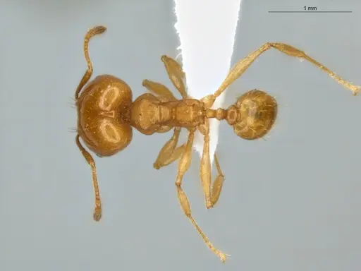 Pheidole sagax specimen ECOFOG-MI15-0425-04-S image ecofog-mi15-0425-04-s_1