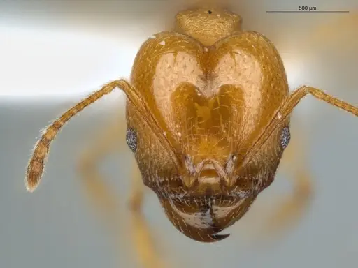 Pheidole sagax specimen ECOFOG-MI15-0425-04-S image ecofog-mi15-0425-04-s_2