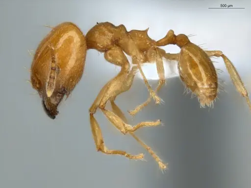 Pheidole sagax specimen ECOFOG-MI15-0425-04-S image ecofog-mi15-0425-04-s_3