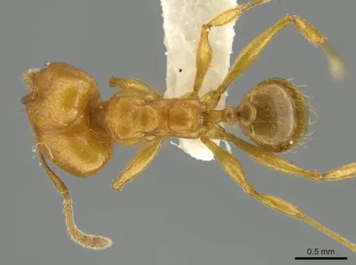 Pheidole sagax specimen JTLC000016519 image jtlc000016519_1