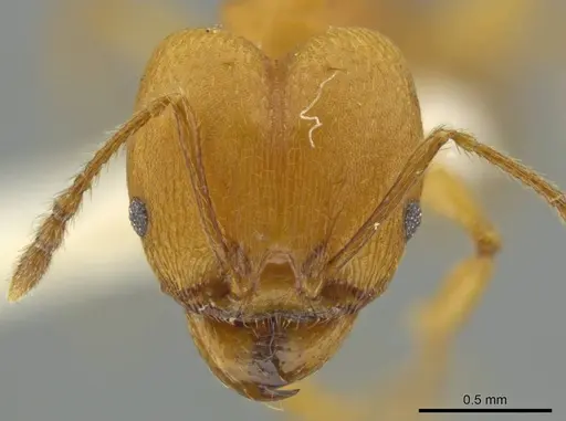 Pheidole sagax specimen JTLC000016519 image jtlc000016519_2