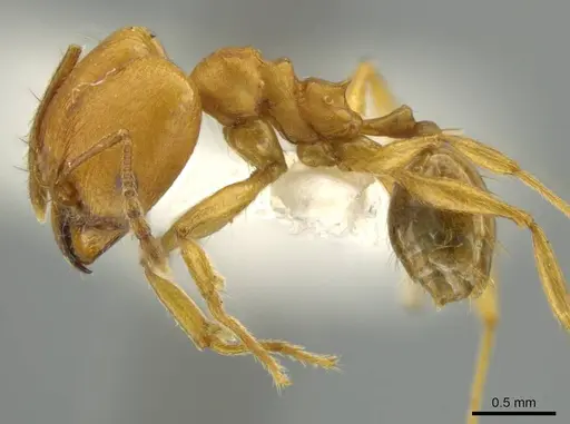 Pheidole sagax specimen JTLC000016519 image jtlc000016519_3
