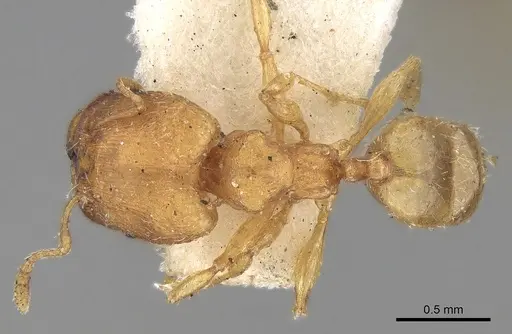 Pheidole sagei specimen CASENT0281695 image casent0281695_1