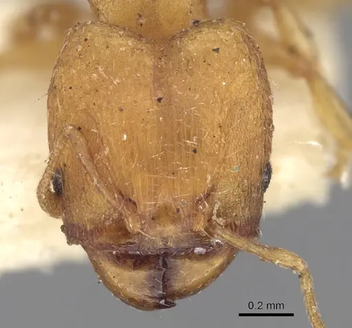 Pheidole sagei specimen CASENT0281695 image casent0281695_2