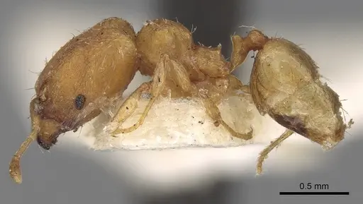Pheidole sagei specimen CASENT0281695 image casent0281695_3