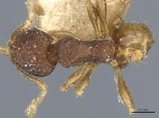 Pheidole sagei specimen CASENT0904262 image casent0904262_1